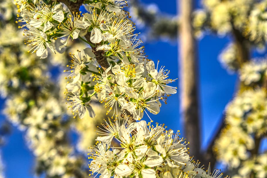 blossom, bloom, plum, tree, fruit tree, branch, branches, sky HD wallpaper
