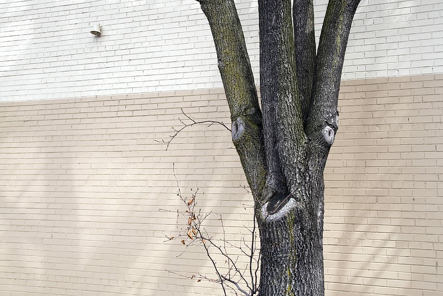 Tree, Brick, Wall, Building, urban, nature, face, tree trunk HD wallpaper