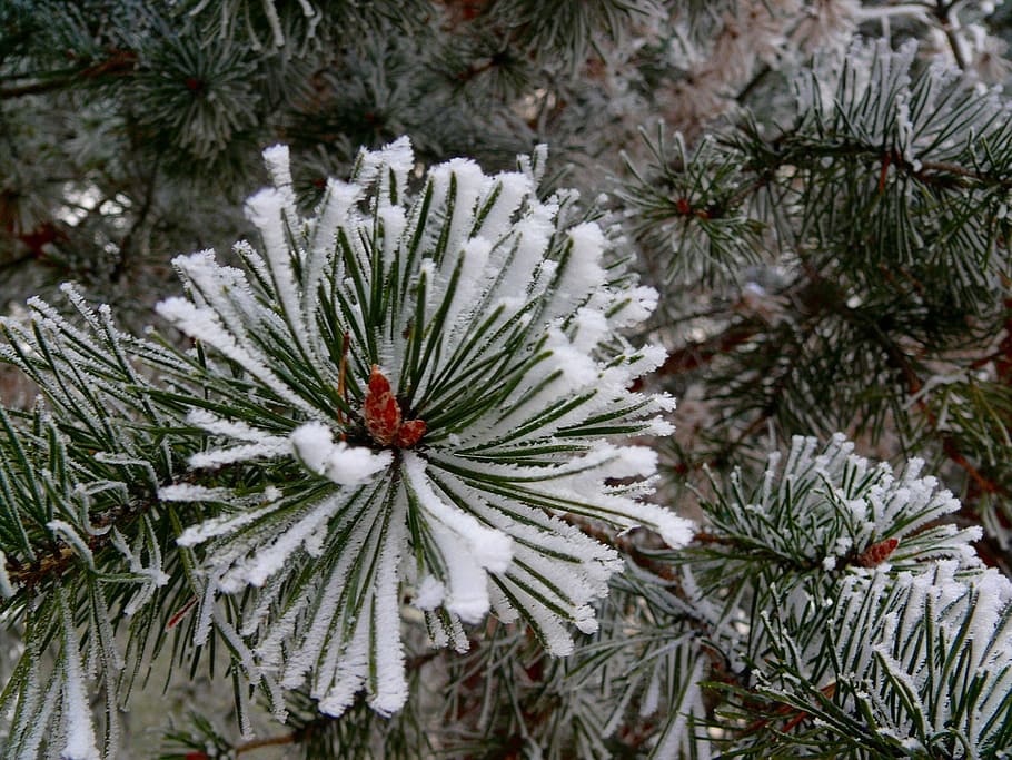 pine tree with snow, winter, christmas, new, year, branch, frost HD wallpaper