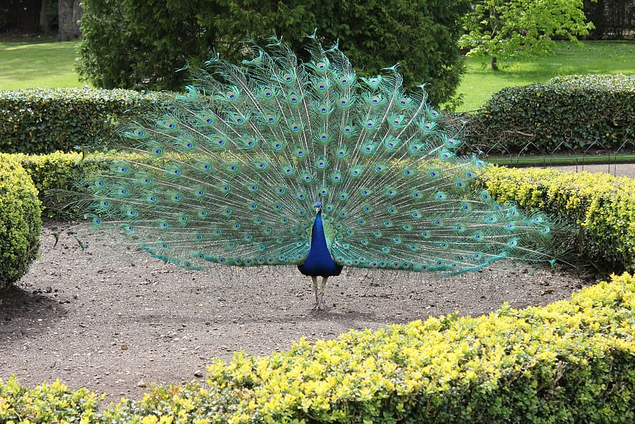 peacock, blue, bird, feather, green, nature, colorful, elegant HD wallpaper