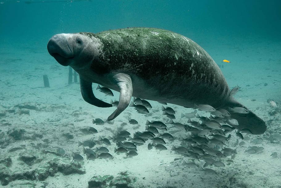 Manatees 1080P, 2K, 4K, 5K HD wallpapers free download Wallpaper Flare