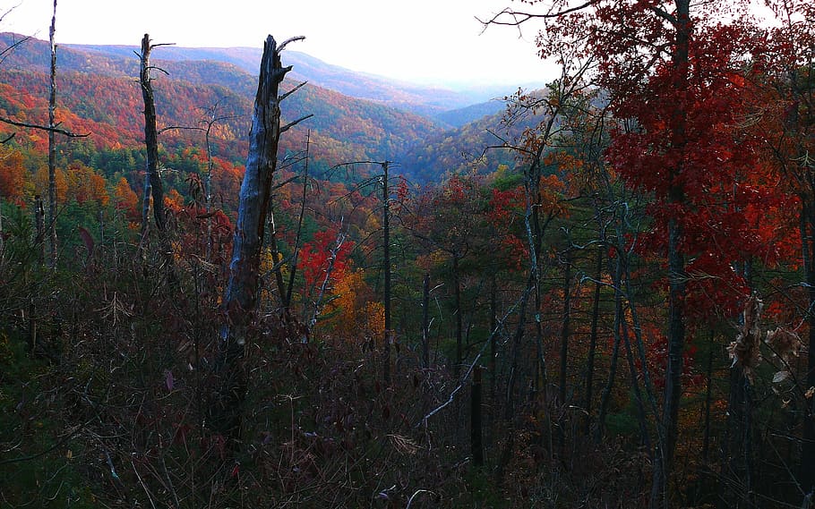 forest, trees, fall, autumn, seasons, valley, beautiful, north carolina HD wallpaper