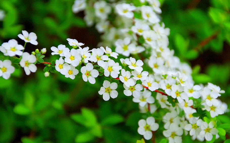 cherry, spring, flowers, japan, wood, in full bloom, cute, wild cherry HD wallpaper