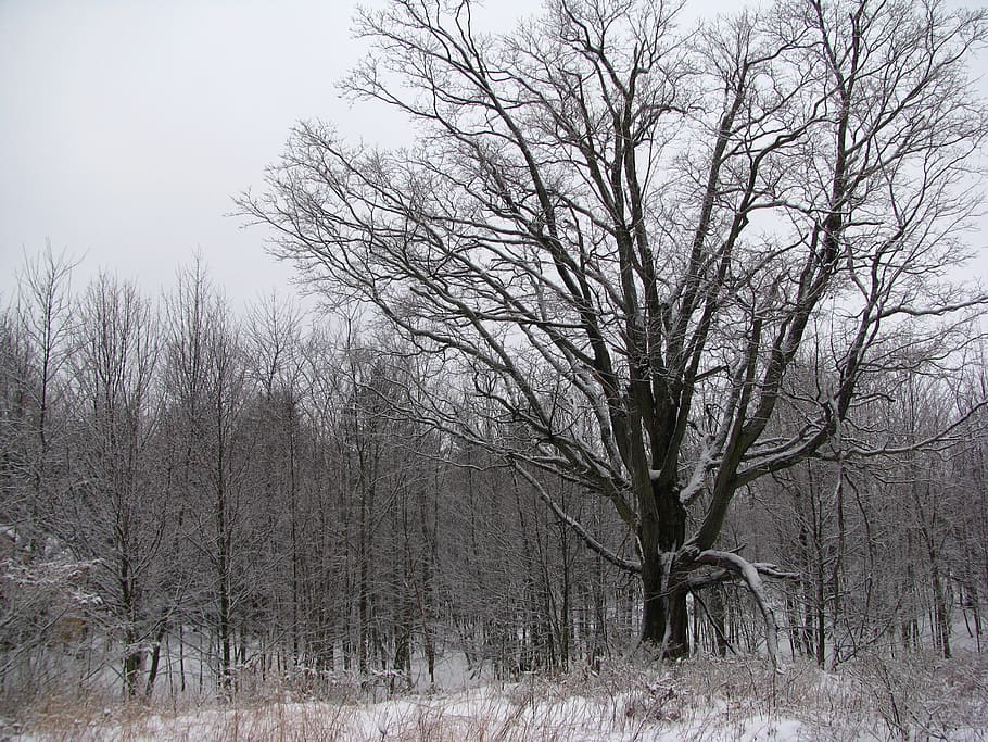 winter, tree, forest, snow, bare tree, cold temperature, plant HD wallpaper