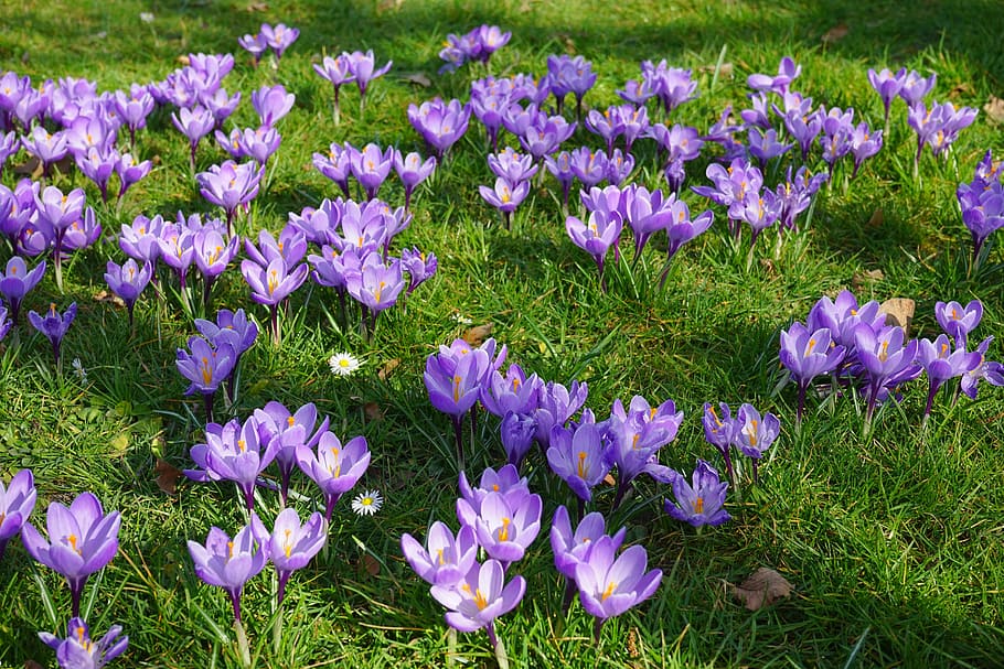 closeup photo of purple petaled flowers during daytime, crocus HD wallpaper