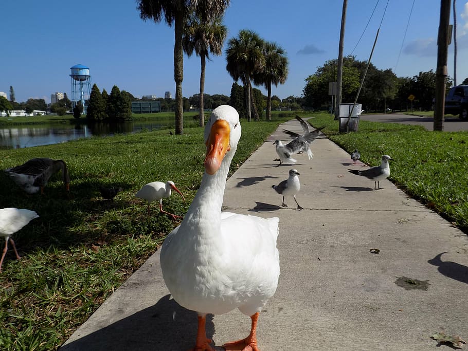 goose, white, nature, bird, cute, avian, orange, animals in the wild HD wallpaper