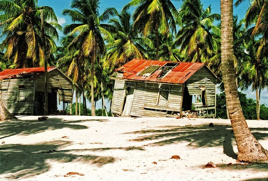 two brown nipa huts surrounded with coconut trees, dominican