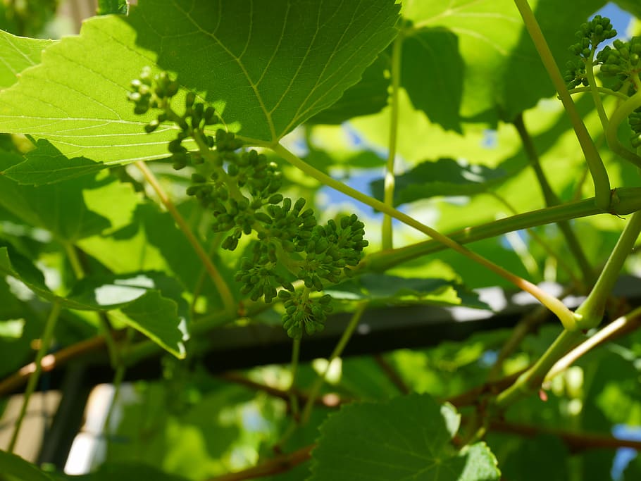 leaf, grapes, green, fruit, branch, natural, nature, plant part HD wallpaper