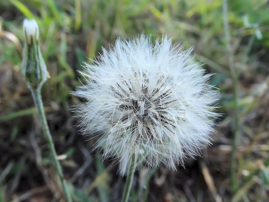 false dandelion, hawkweeds, hawkbeards, hieracium, crepis, nature HD wallpaper