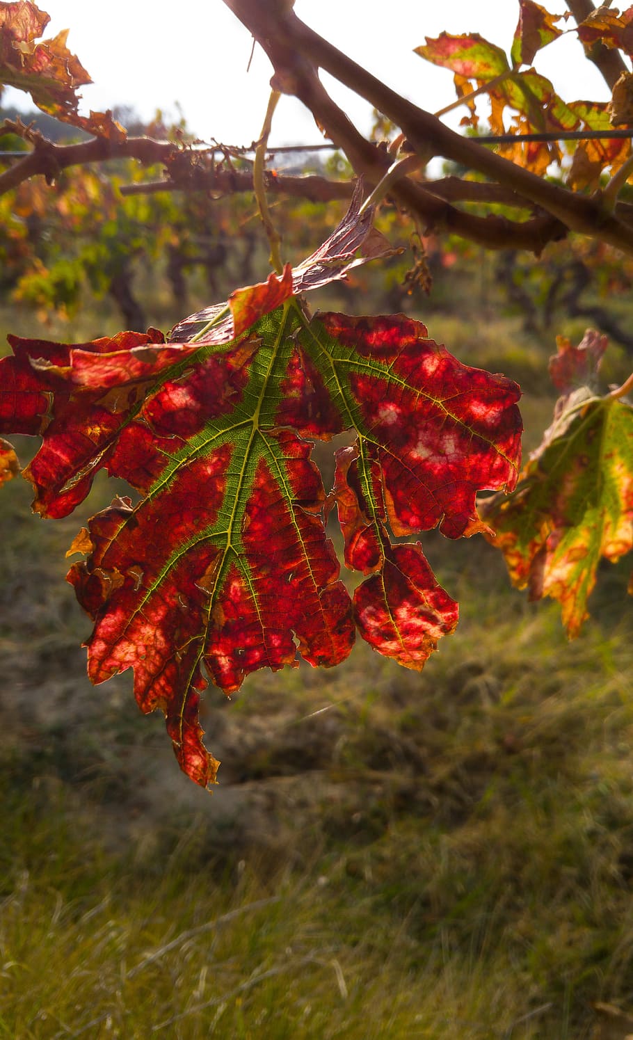 Fall, Leaf, Vine, Vineyard, Autumn, nature, red, season, tree HD wallpaper