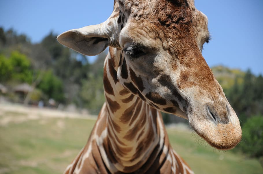 brown giraffe selective focus photography, close-up photography of brown and white giraffe HD wallpaper