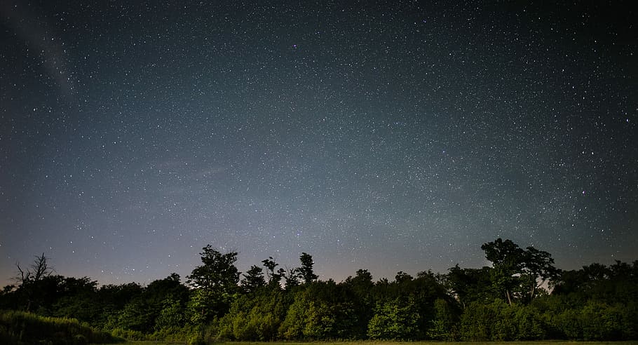 silhouette photo of green leaf ters, green trees under starry sky HD wallpaper