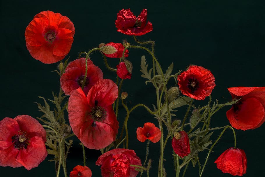 red flowers, poppy, klatschmohn, macro, poppy flower, nature HD wallpaper
