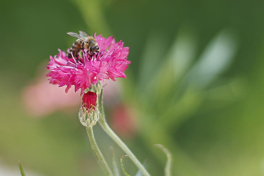 bee, spring, flower, pink flower, invertebrate, animal themes HD wallpaper
