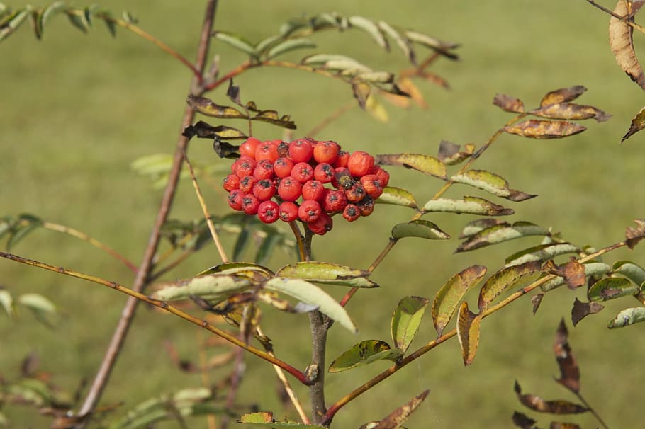 ash, berries, plant, tree, branch, leaves, red, fruit, nature HD wallpaper
