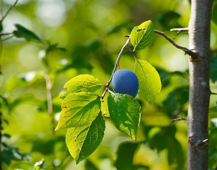 fruit, plums, fruit tree, fruit trees, sweet, leaf, plant part HD wallpaper