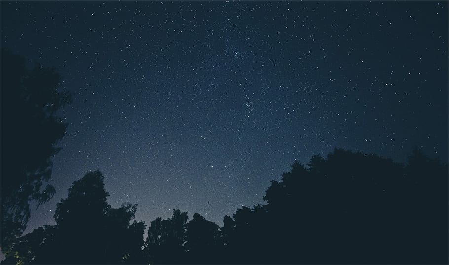 tress under night sky, black, blue, gray, stars, trees, star - Space, HD wallpaper