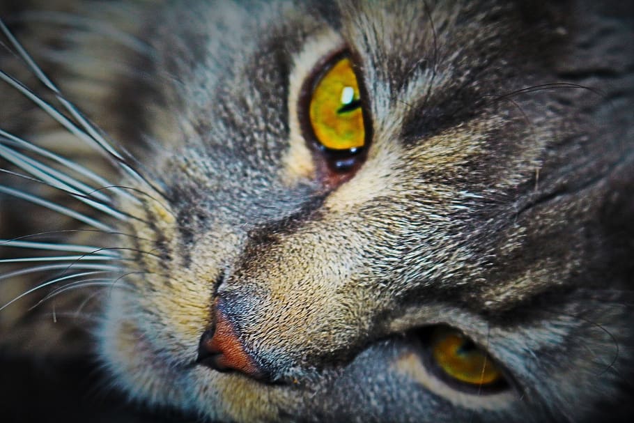 brown tabby cat photography, head, cat face, pet, cat's eyes HD wallpaper