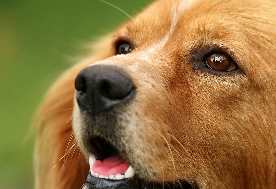 shallow focus of brown dog, eyes, view, nose, macro, each, fidelity, HD wallpaper