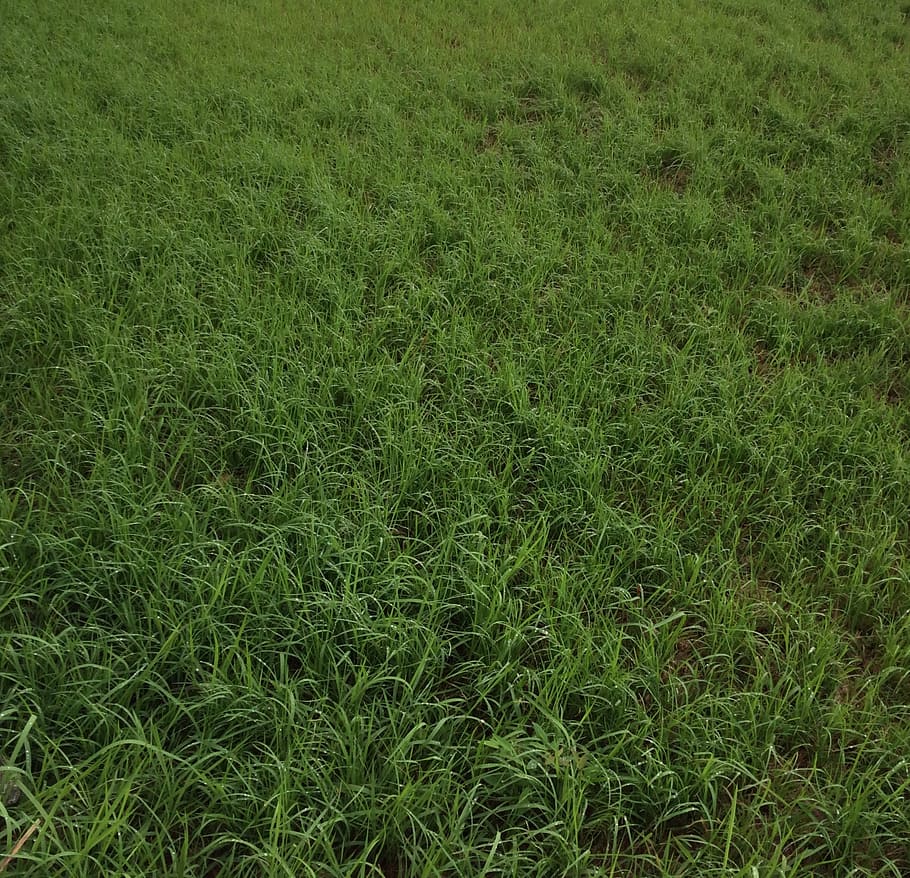 grass, green, texture, nature, meadow, lawn, outdoors, plant HD wallpaper