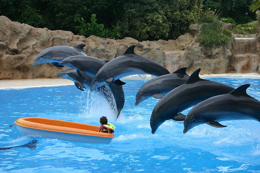 dolphins, holiday, show, water, animal themes, animals in the wild HD wallpaper