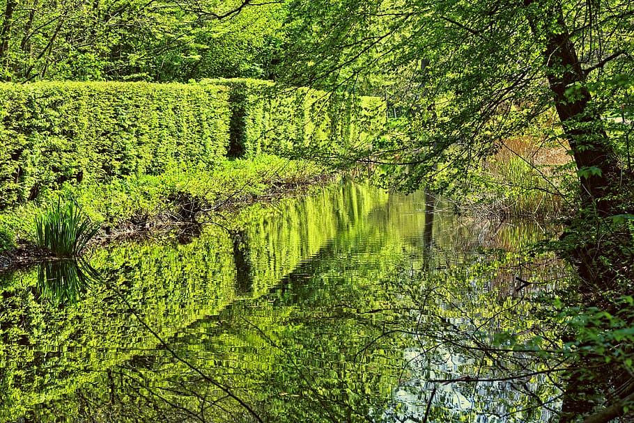 green trees beside body of water at daytime, shorn hedge, canal
