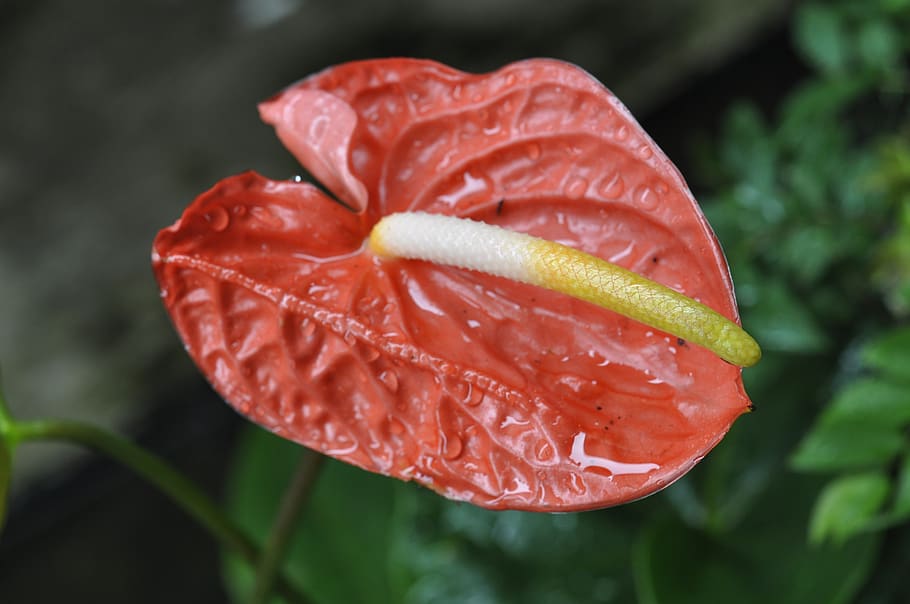 red, flowers, green, freshness, close-up, plant, food, no people HD wallpaper