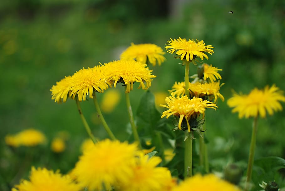 forest, vegetation, nature, yellow, flower, flowering plant HD wallpaper