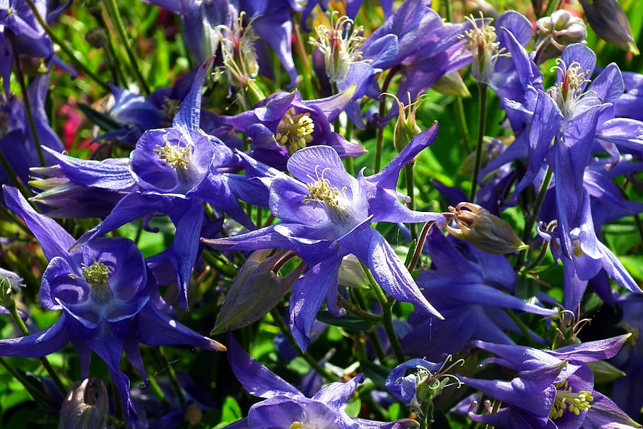 flowers, blue, nature, spring, flowering plant, fragility, vulnerability HD wallpaper