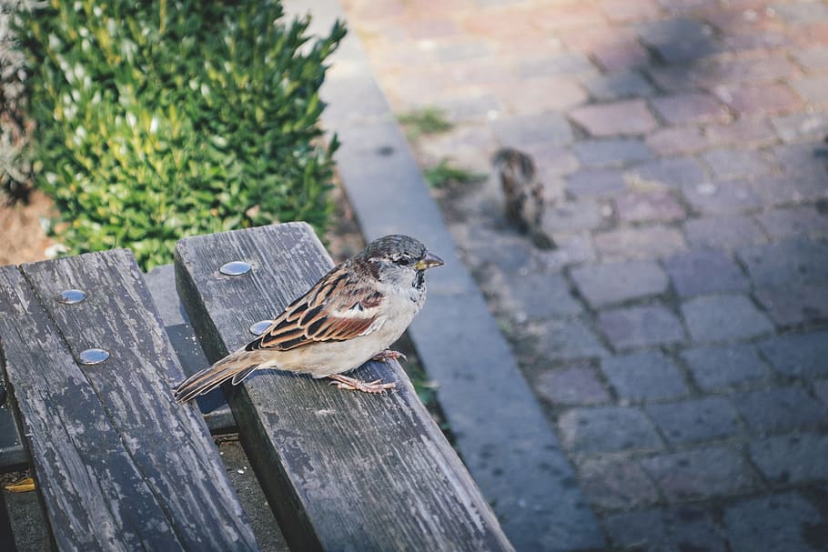 animals, bench, bird, birdwatching, cluj, colour, european HD wallpaper