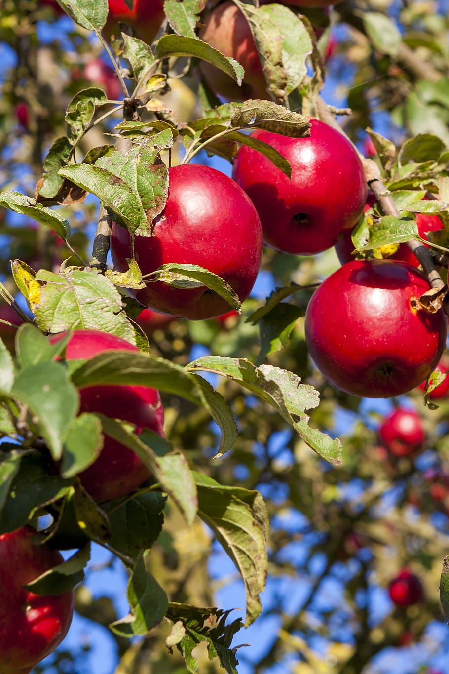 apple, apple tree, red, fruit, nature, autumn, harvest, kernobstgewaechs HD wallpaper