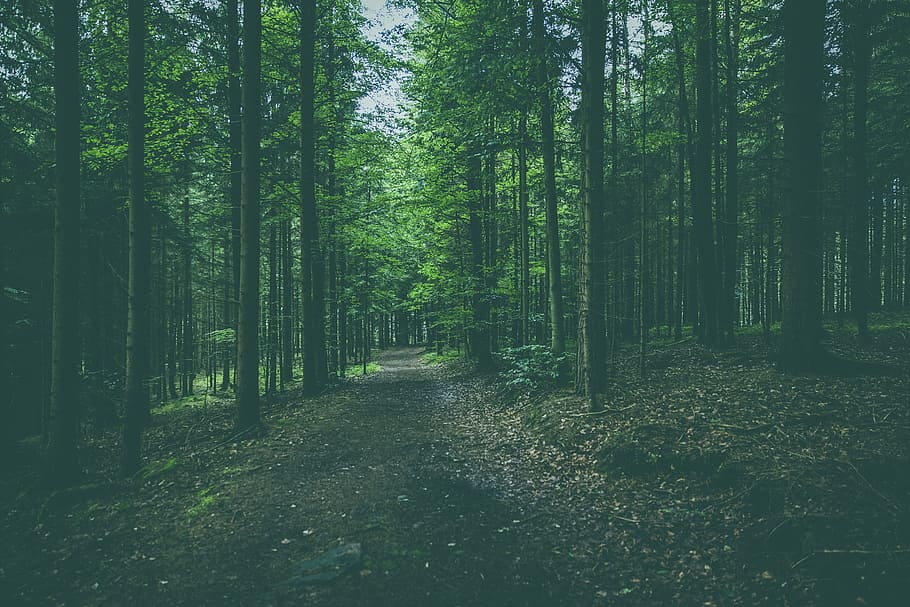 landscape photography of woods, forest, tree, nature, pine cones HD wallpaper