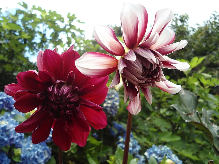 flower, red, dahlia, spring, red flower, flowers, nature, garden HD wallpaper