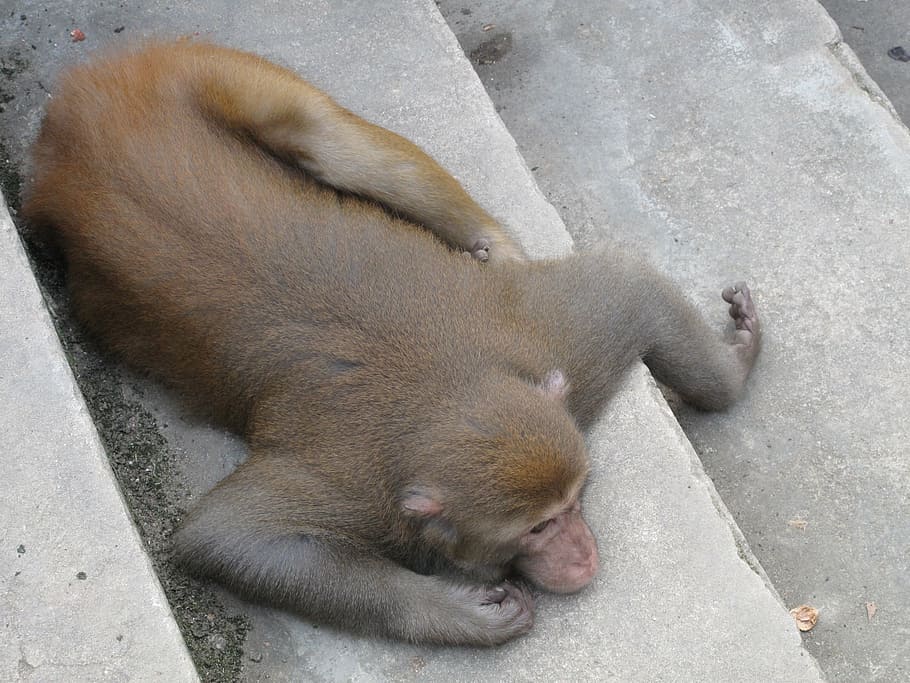 monkey, macaque, afraid, animal, fauna, primates, stairs, lay HD wallpaper