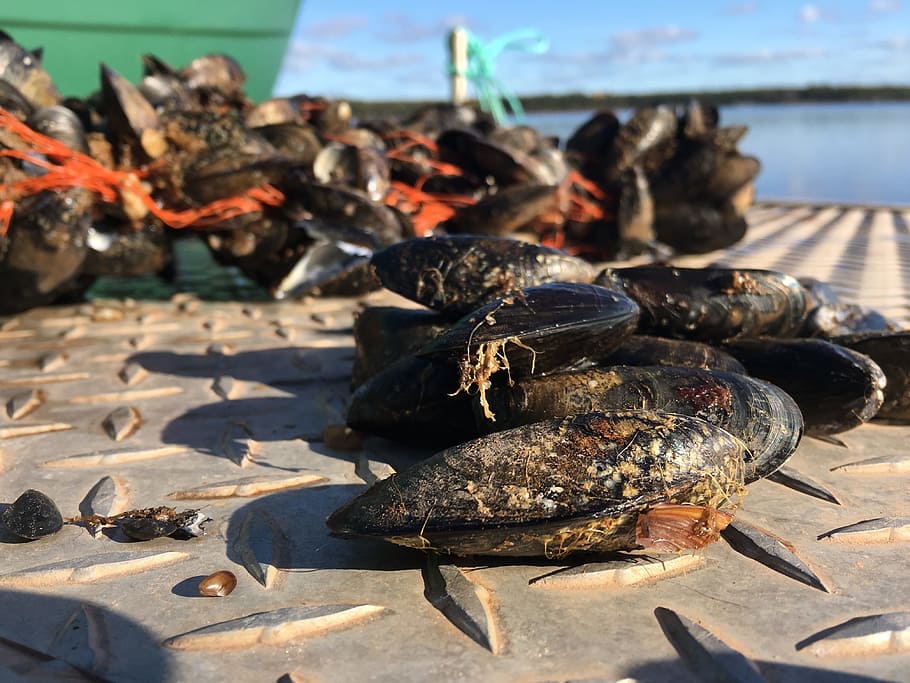 mussels, dock, river, lake, sea, nature, sunlight, no people HD wallpaper