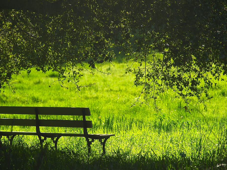 empty wooden park bench on field of grass, landscape, meadow HD wallpaper