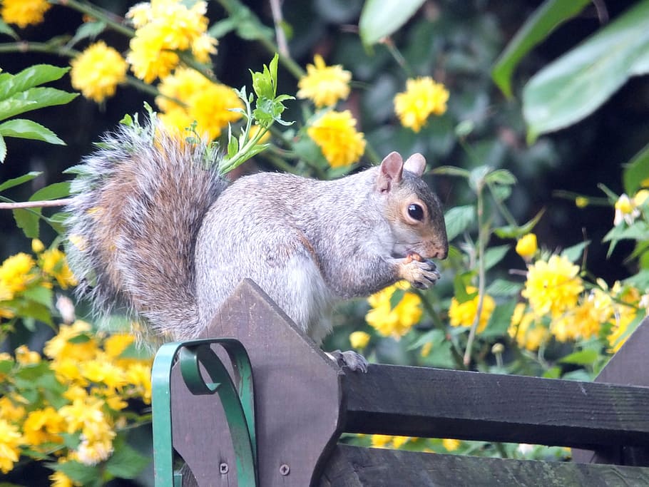 squirrel, grey, rodent, wildlife, nature, fur, tail, eating HD wallpaper