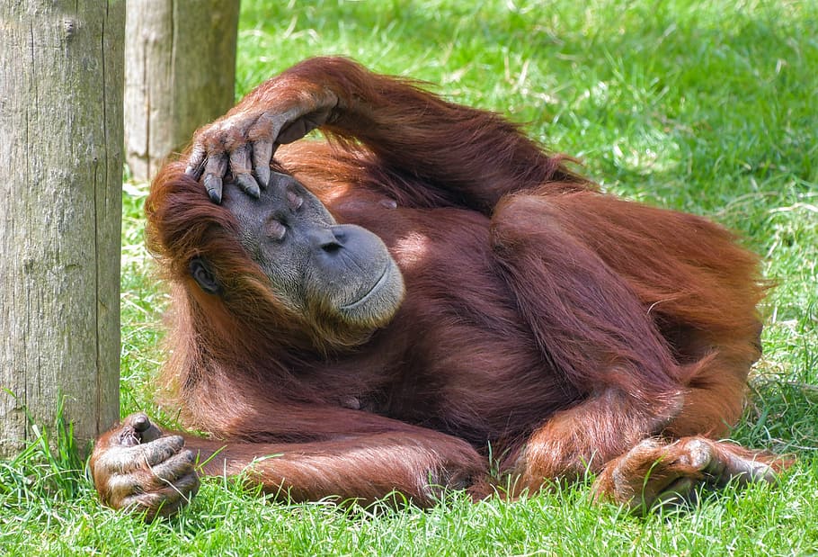 brown orangutan lying on grass field, monkey, roux, rest, sleep HD wallpaper