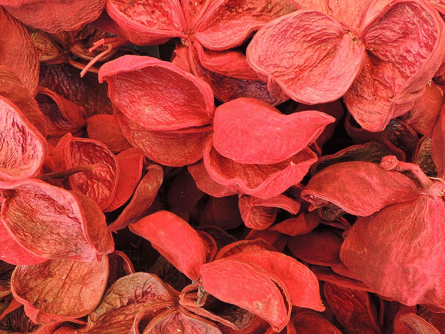 Colored, Nutshell, Dried, full frame, no people, food and drink HD wallpaper