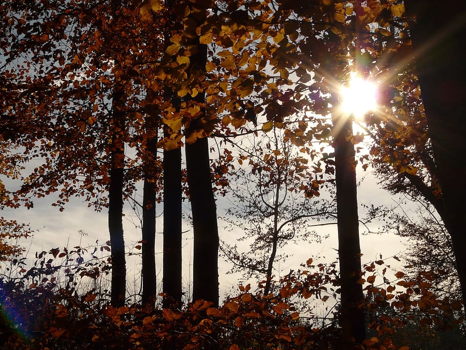 beech wood, fagus sylvatica, deciduous tree, golden autumn, HD wallpaper
