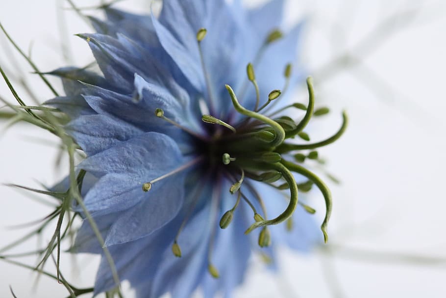 blue, flower, petals, plant, growth, freshness, nature, close-up, HD wallpaper