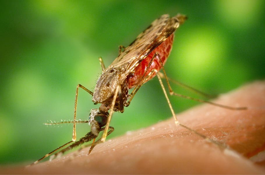 selective macro photography of mosquito on brown surface, malaria, HD wallpaper