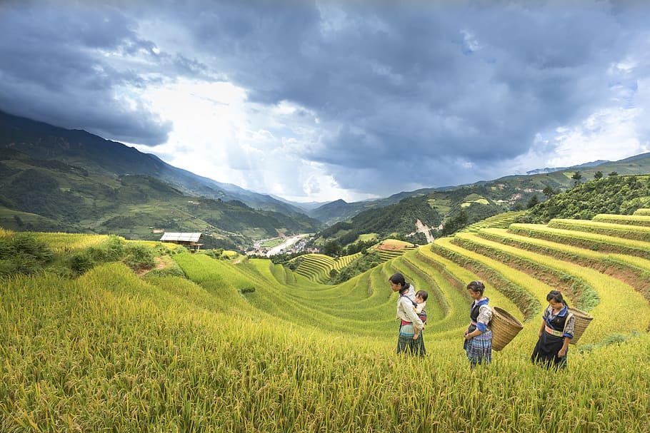 three woman walking on Banaue Rice Terraces, adult, adult only