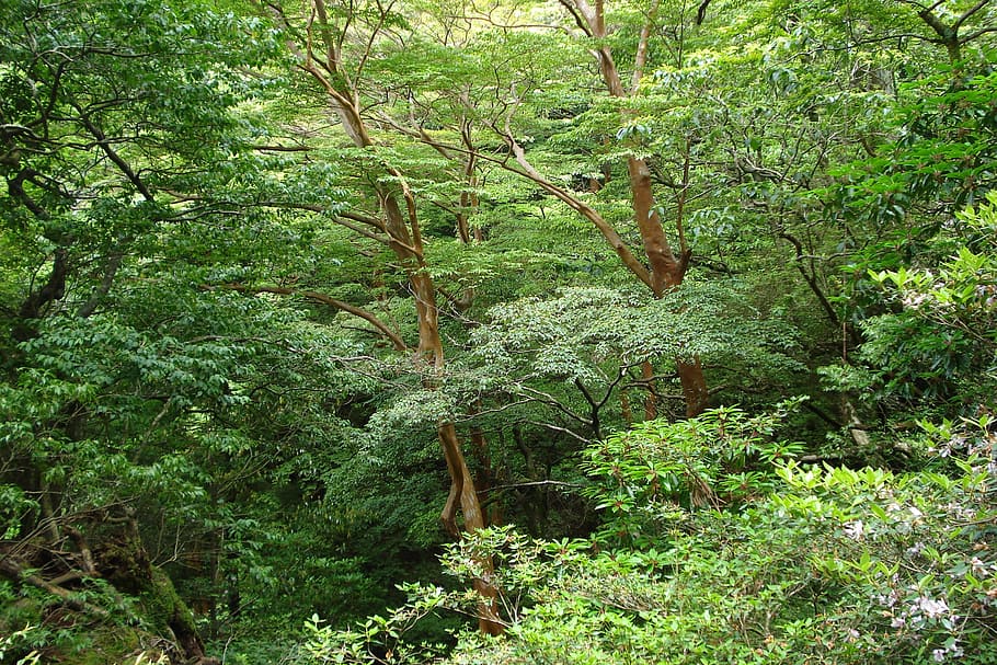Tree, Green, Forest, Rainforest, nature, green color, no people HD wallpaper