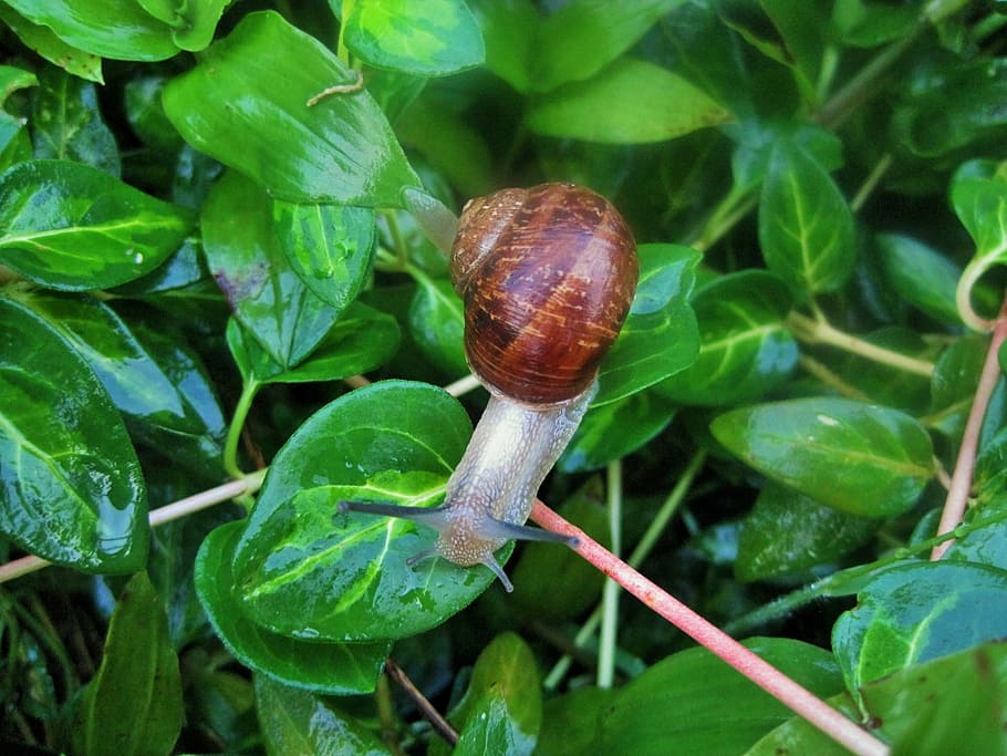 snail, garden, common, shell, brown, foliage, leaf, gastropod HD wallpaper
