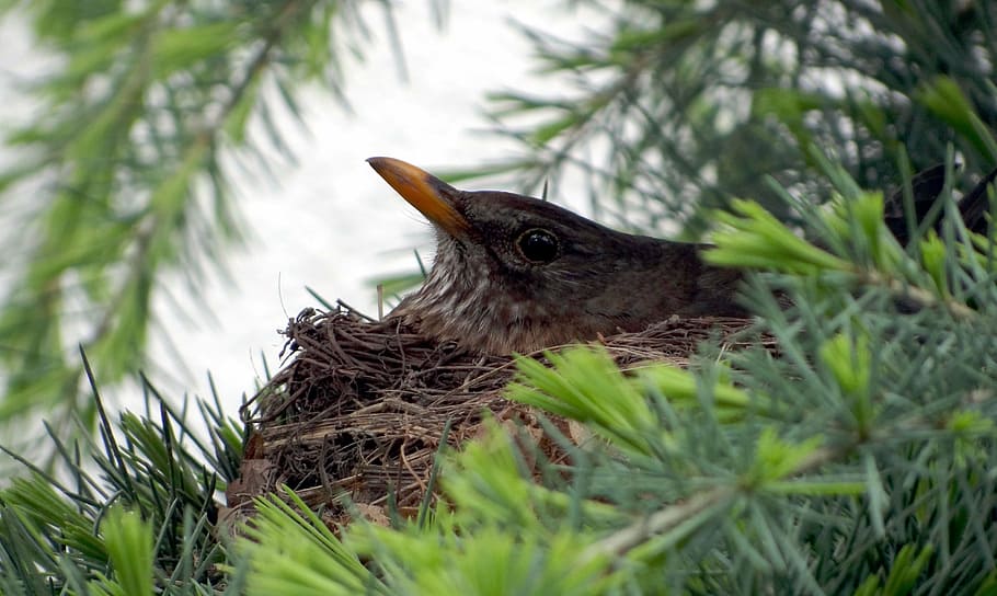 blackbird, nest, breed, bird's nest, blackbird nest, spring, HD wallpaper
