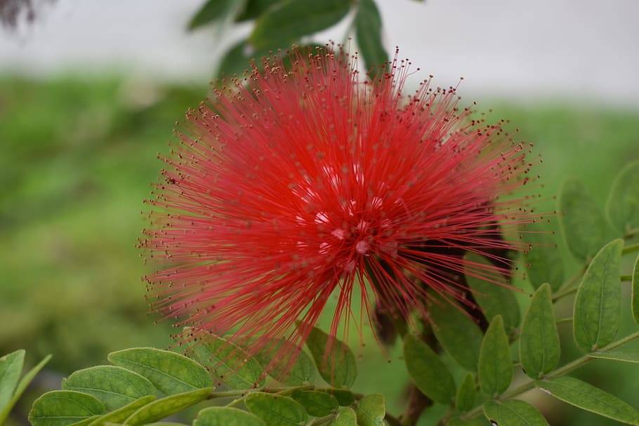 nature, leaf, plant, approach, flowering plant, freshness, growth HD wallpaper