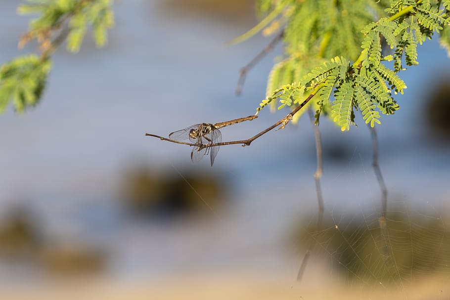 insect, dragonfly, nature, wing, web, animal wildlife, animals in the wild HD wallpaper