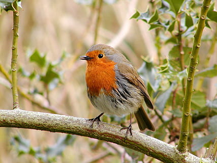 robin-bird-wildlife-wild-thumbnail.jpg