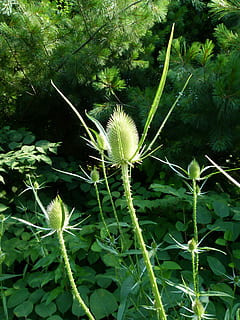 teasel, teazel, teazle, plant, thistle, prickly, thorn, spiky HD wallpaper